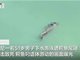 印尼51岁男子游泳时被鳄鱼咬死叼走